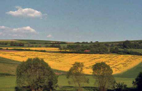 German rape fields